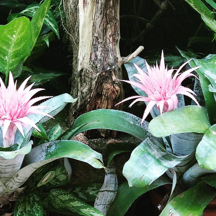 Recanto Toca Das Plantas De Ilhabela II Εξωτερικό φωτογραφία