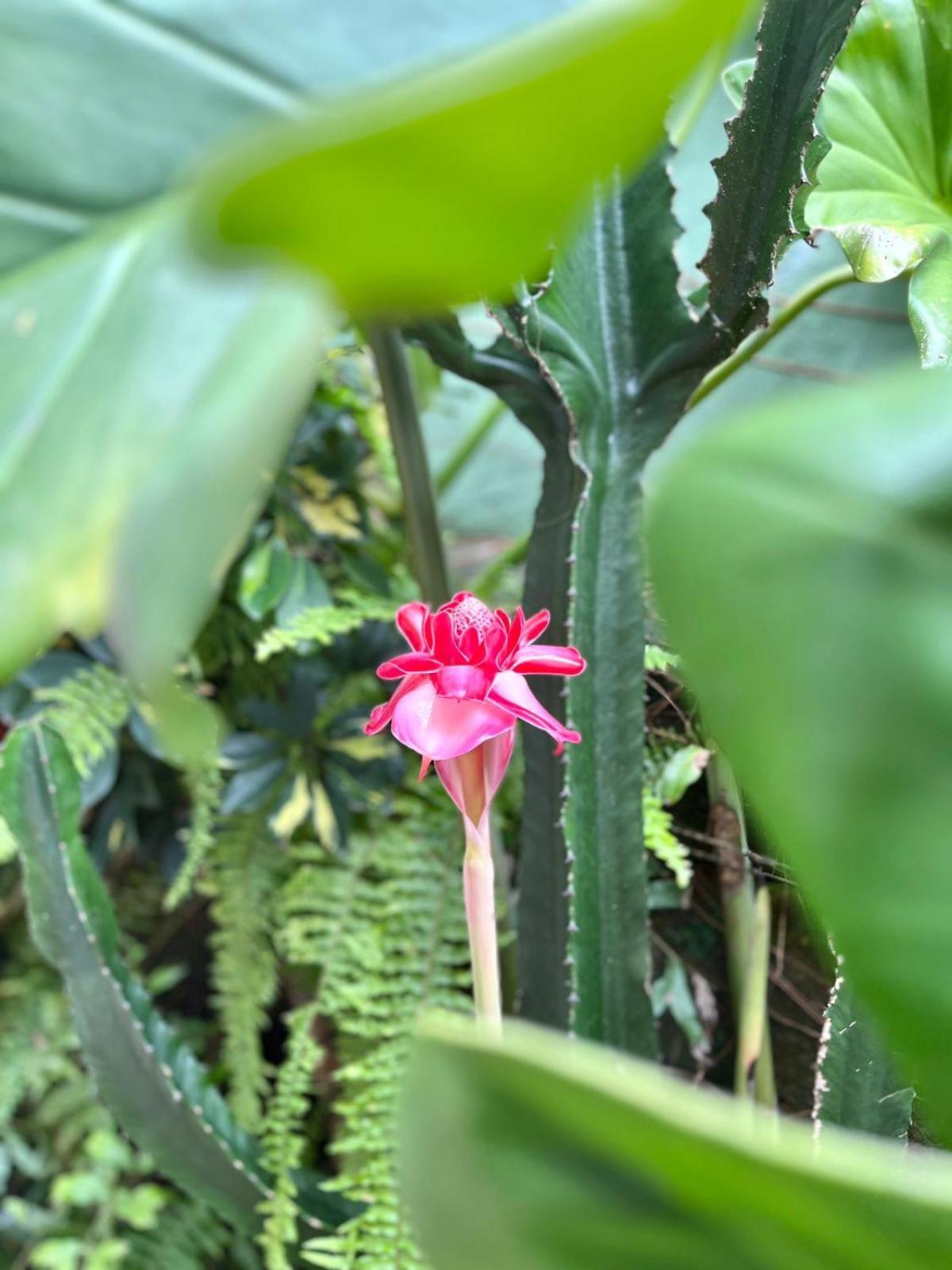 Recanto Toca Das Plantas De Ilhabela II Εξωτερικό φωτογραφία