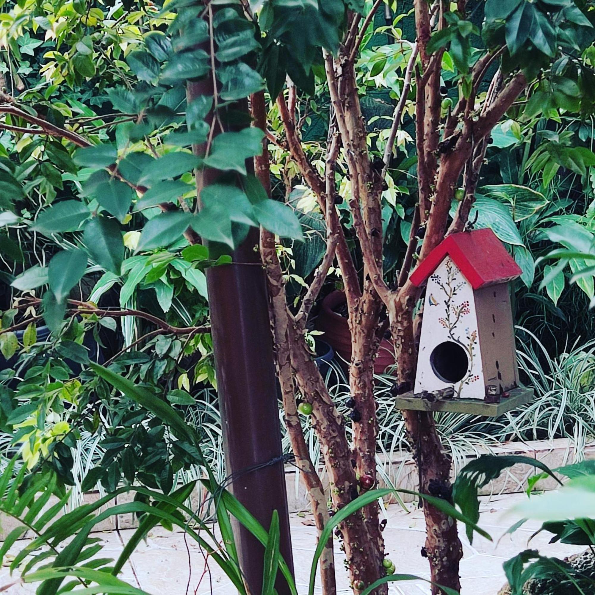 Recanto Toca Das Plantas De Ilhabela II Εξωτερικό φωτογραφία